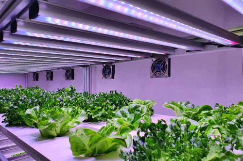 LED Light Recipe, PPFD and Spectrum Requirements for Microgreens