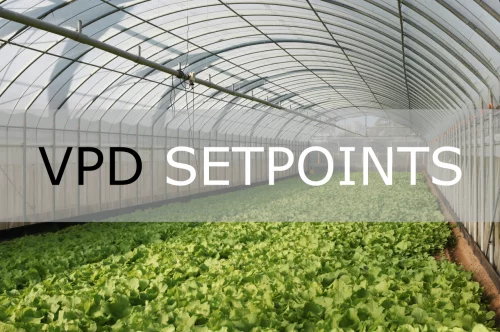 VPD Setpoints for Leafy Greens in Winter Greenhouses