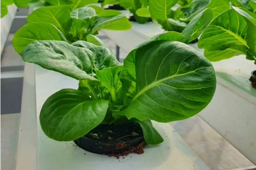 Hydroponics Systems Explained