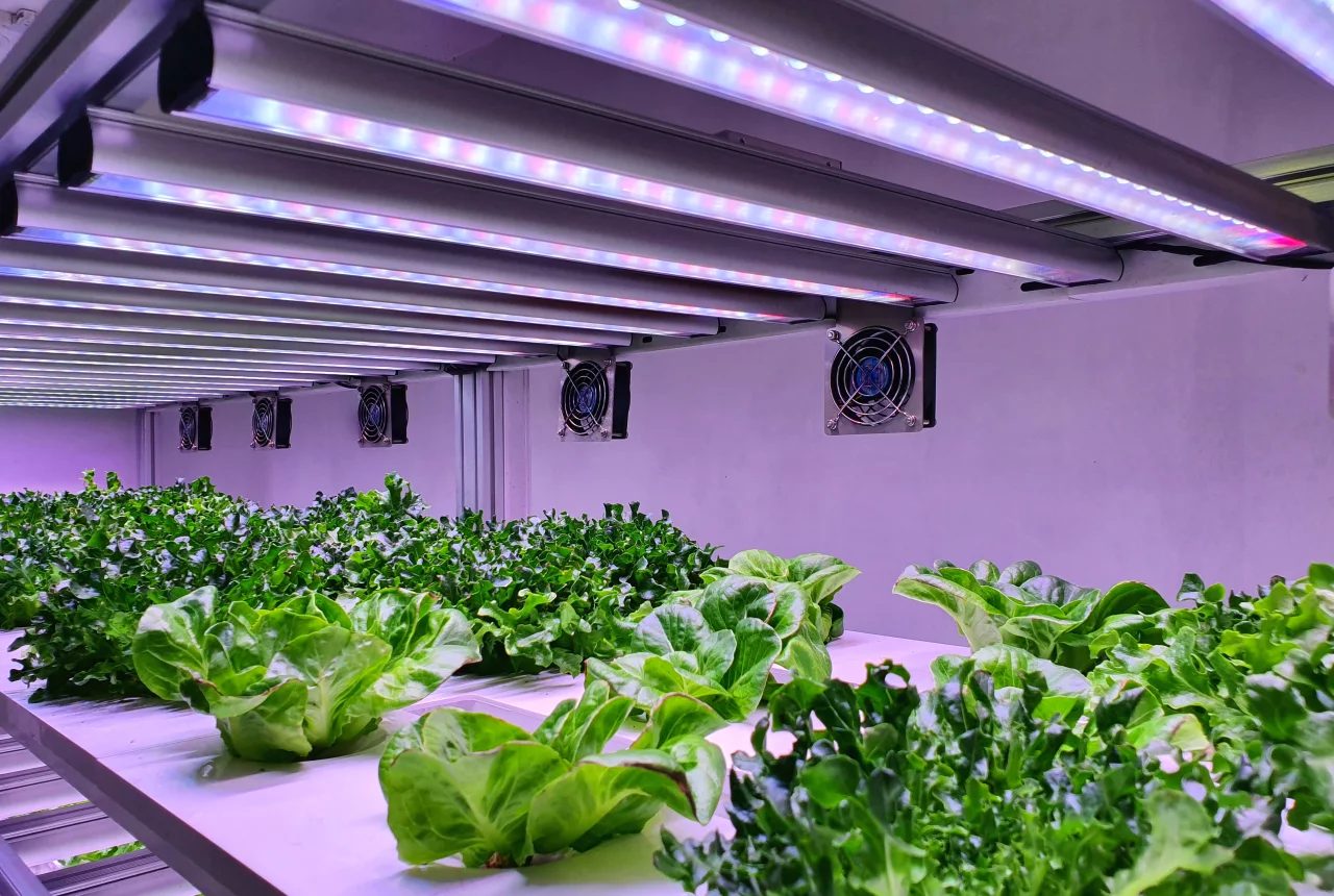 LED Light Recipe, PPFD and Spectrum Requirements for Microgreens