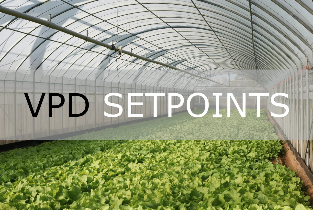 VPD Setpoints for Leafy Greens in Winter Greenhouses