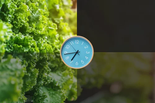 Photoperiod Design in Vertical Farms: Timing, DLI, Recovery