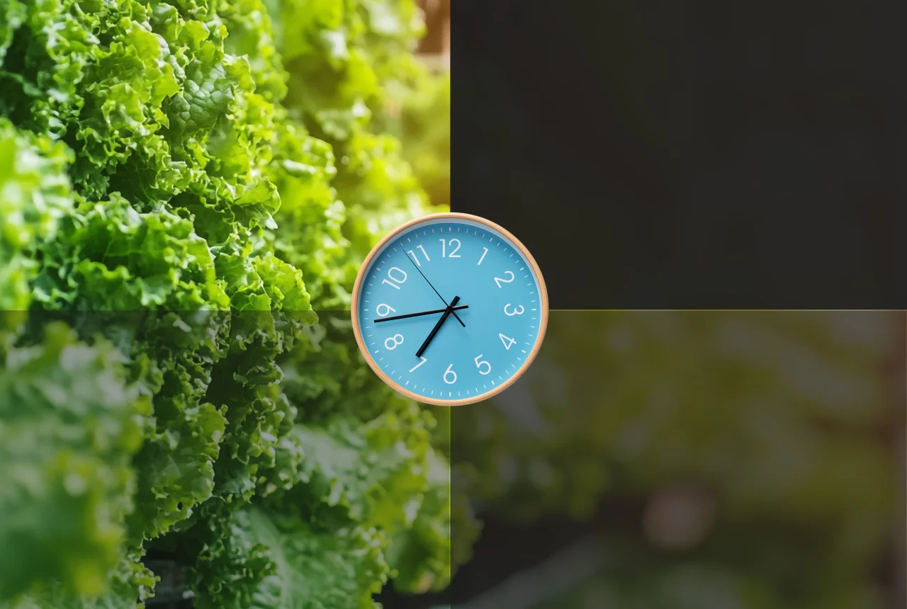 Photoperiod Design in Vertical Farms: Timing, DLI, Recovery