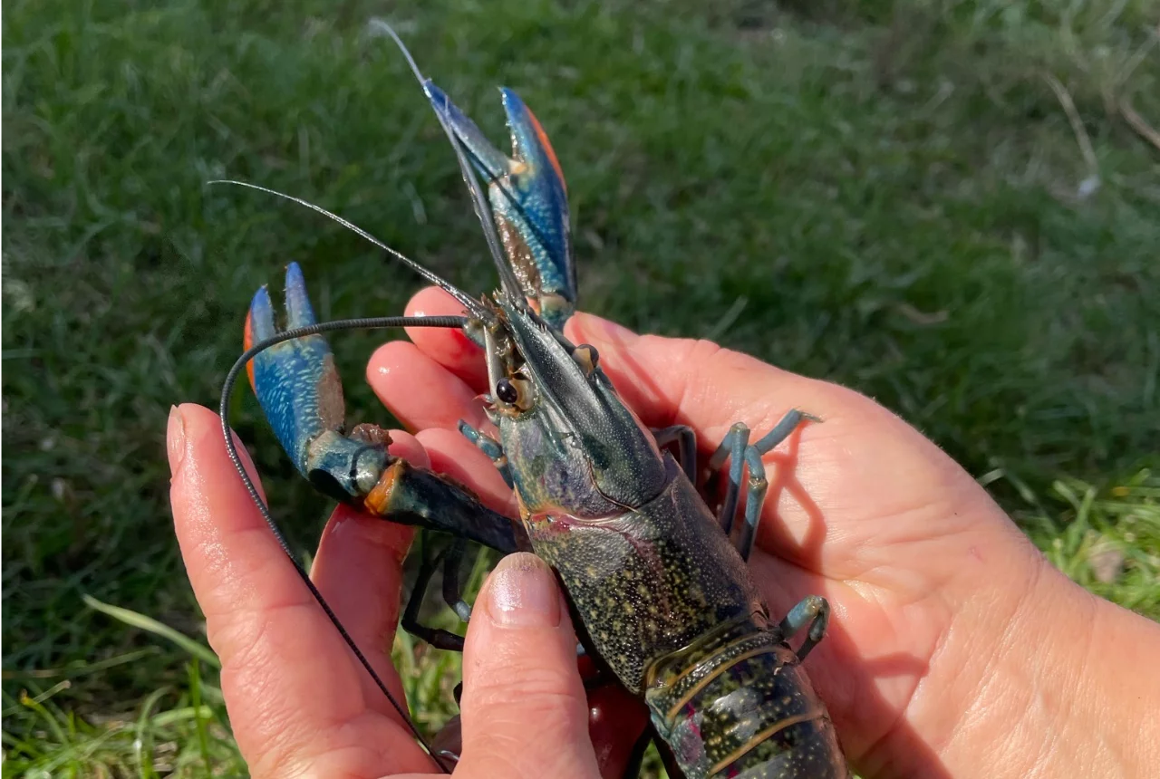 Crayfish RAS Farming
