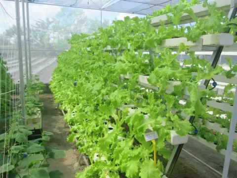 Complete Hydroponic Leafy Greens Cultivation System