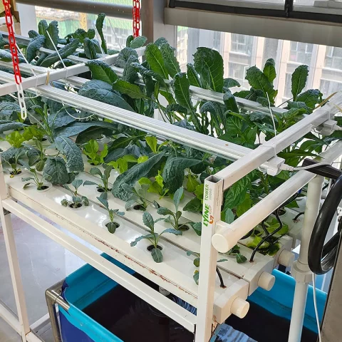 LYINE Vertical NFT Hydroponic Farming System 4