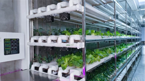 LYINE Leafy Grow Container Farm 500kg/Week 6