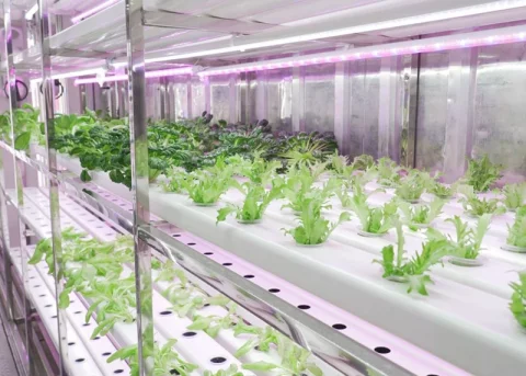 LYINE Leafy Grow Container Farm 500kg/Week 4