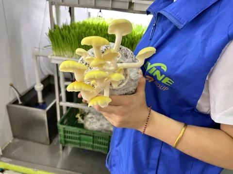 LYINE Hydroponic Mushroom Container Farming System 5