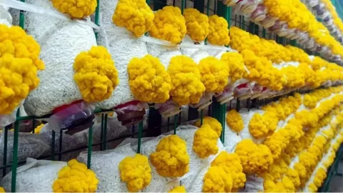 LYINE Hydroponic Mushroom Container Farming System 4