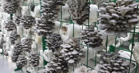 LYINE Hydroponic Mushroom Container Farming System