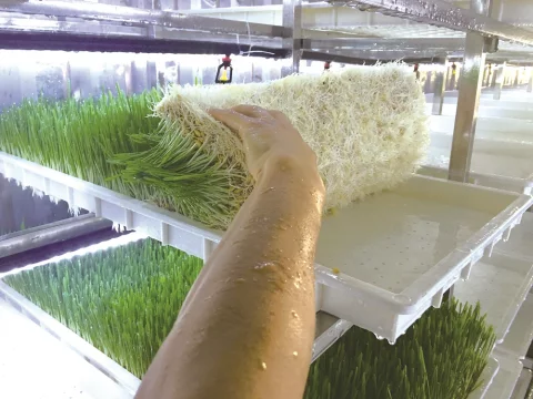 LYINE Hydroponic Fodder Container Farming System 7