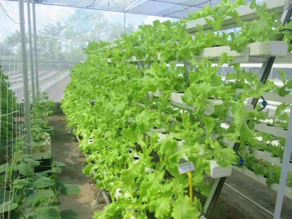 Complete Hydroponic Leafy Greens Cultivation System