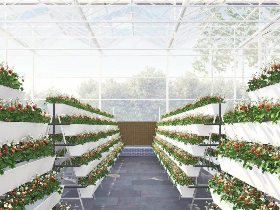 Complete Hydroponic Leafy Greens Cultivation System