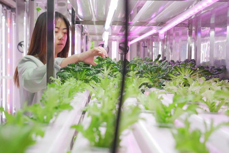 LYINE Leafy Grow Container Farm 500kg/Week