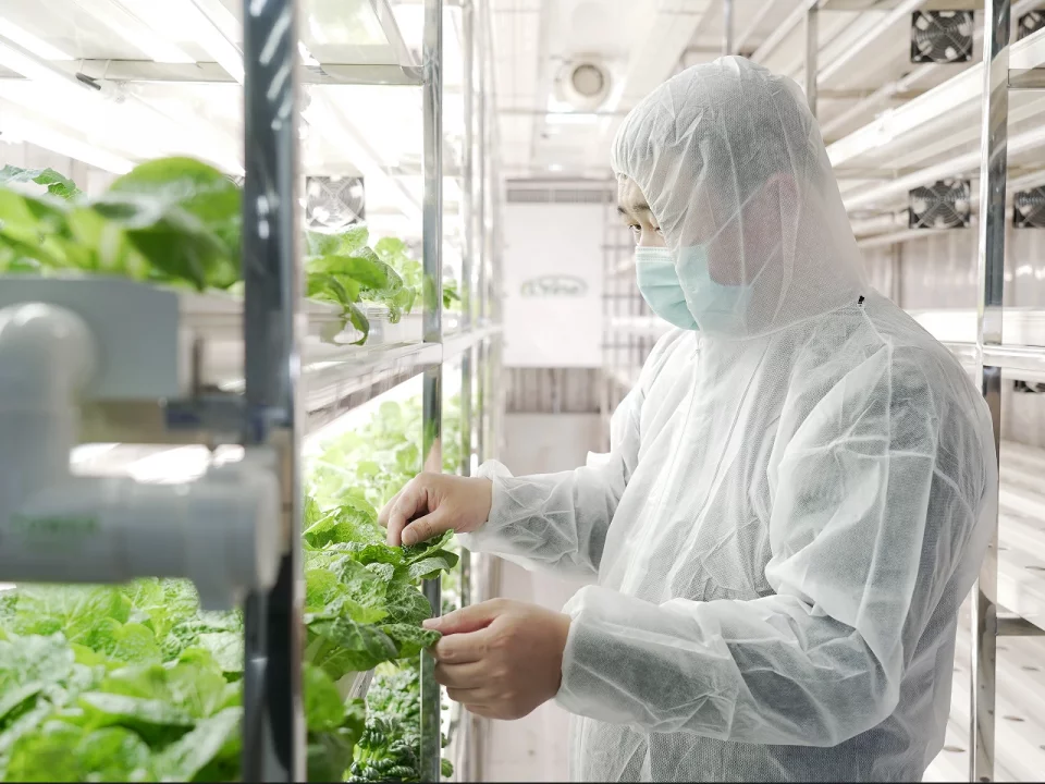 LYINE Leafy Grow Container Farm 500kg/Week