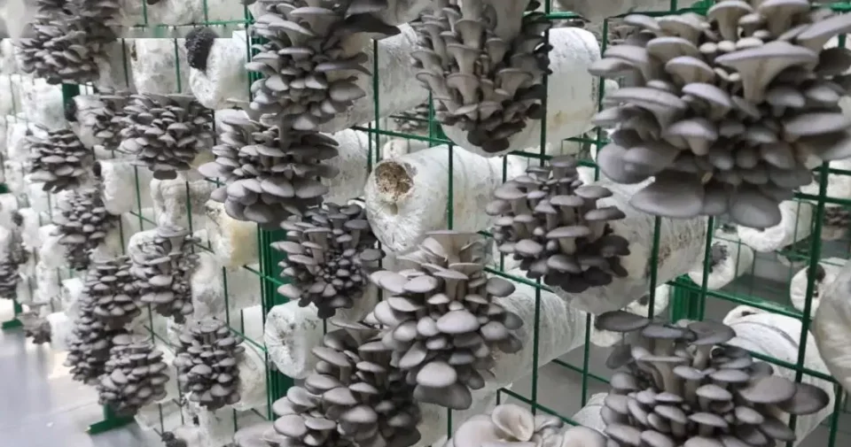 LYINE Hydroponic Mushroom Container Farming System