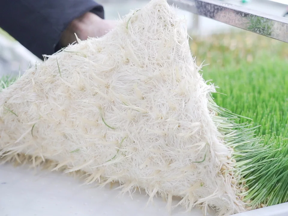 LYINE Hydroponic Fodder Container Farming System