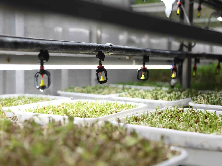 LYINE Hydroponic Fodder Container Farming System