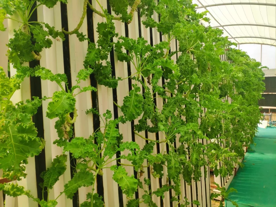 LYINE Indoor Farm Design & Construction Services